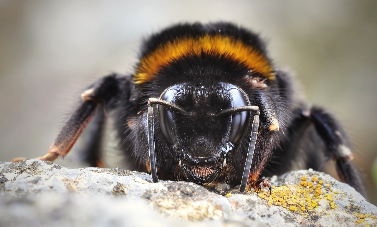 Erdhummel